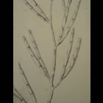 Botanical Ink Wash Drawings, Jacques Arago