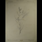 Botanical Ink Wash Drawings, Jacques Arago