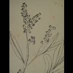 Botanical Ink Wash Drawings, Jacques Arago