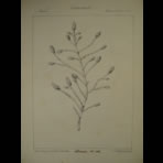 Botanical Ink Wash Drawings, Jacques Arago