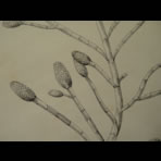 Botanical Ink Wash Drawings, Jacques Arago