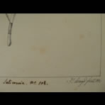 Botanical Ink Wash Drawings, Jacques Arago
