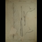 Botanical Ink Wash Drawings, Jacques Arago