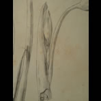 Botanical Ink Wash Drawings, Jacques Arago