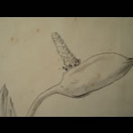 Botanical Ink Wash Drawings, Jacques Arago