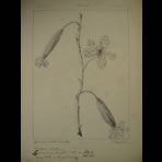 Botanical Ink Wash Drawings, Jacques Arago