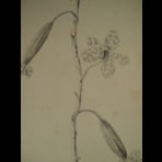 Botanical Ink Wash Drawings, Jacques Arago