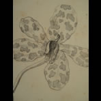 Botanical Ink Wash Drawings, Jacques Arago