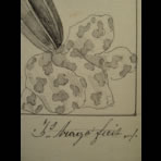 Botanical Ink Wash Drawings, Jacques Arago