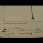Botanical Ink Wash Drawings, Jacques Arago