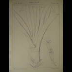 Botanical Ink Wash Drawings, Jacques Arago