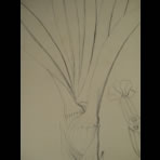 Botanical Ink Wash Drawings, Jacques Arago