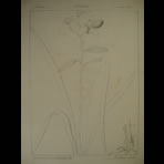 Botanical Ink Wash Drawings, Jacques Arago