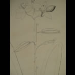 Botanical Ink Wash Drawings, Jacques Arago