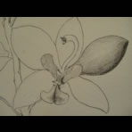 Botanical Ink Wash Drawings, Jacques Arago