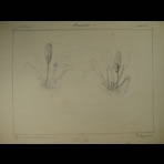 Botanical Ink Wash Drawings, Jacques Arago