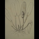 Botanical Ink Wash Drawings, Jacques Arago