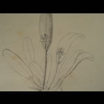 Botanical Ink Wash Drawings, Jacques Arago