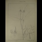 Botanical Ink Wash Drawings, Jacques Arago