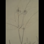 Botanical Ink Wash Drawings, Jacques Arago