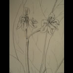 Botanical Ink Wash Drawings, Jacques Arago