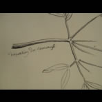 Botanical Ink Wash Drawings, Jacques Arago