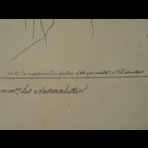 Botanical Ink Wash Drawings, Jacques Arago