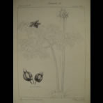 Botanical Ink Wash Drawings, Jacques Arago