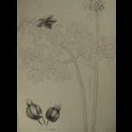 Botanical Ink Wash Drawings, Jacques Arago