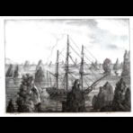 Botanical Ink Wash Drawings, Jacques Arago