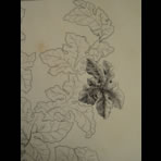 Botanical Ink Wash Drawings, Jacques Arago