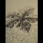 Botanical Ink Wash Drawings, Jacques Arago