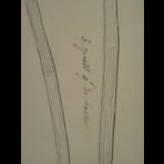 Botanical Ink Wash Drawings, Jacques Arago