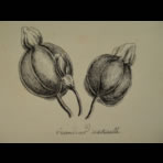 Botanical Ink Wash Drawings, Jacques Arago