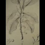 Botanical Ink Wash Drawings, Jacques Arago