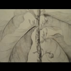 Botanical Ink Wash Drawings, Jacques Arago