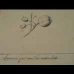 Botanical Ink Wash Drawings, Jacques Arago