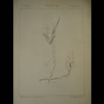 Botanical Ink Wash Drawings, Jacques Arago