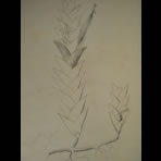 Botanical Ink Wash Drawings, Jacques Arago