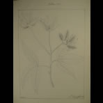 Botanical Ink Wash Drawings, Jacques Arago