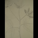 Botanical Ink Wash Drawings, Jacques Arago