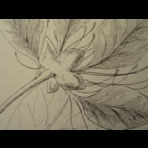 Botanical Ink Wash Drawings, Jacques Arago