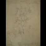 Botanical Ink Wash Drawings, Jacques Arago