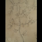 Botanical Ink Wash Drawings, Jacques Arago