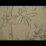 Botanical Ink Wash Drawings, Jacques Arago