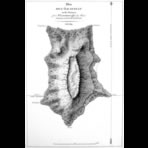 Botanical Ink Wash Drawings, Jacques Arago