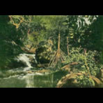 Botanical Ink Wash Drawings, Jacques Arago