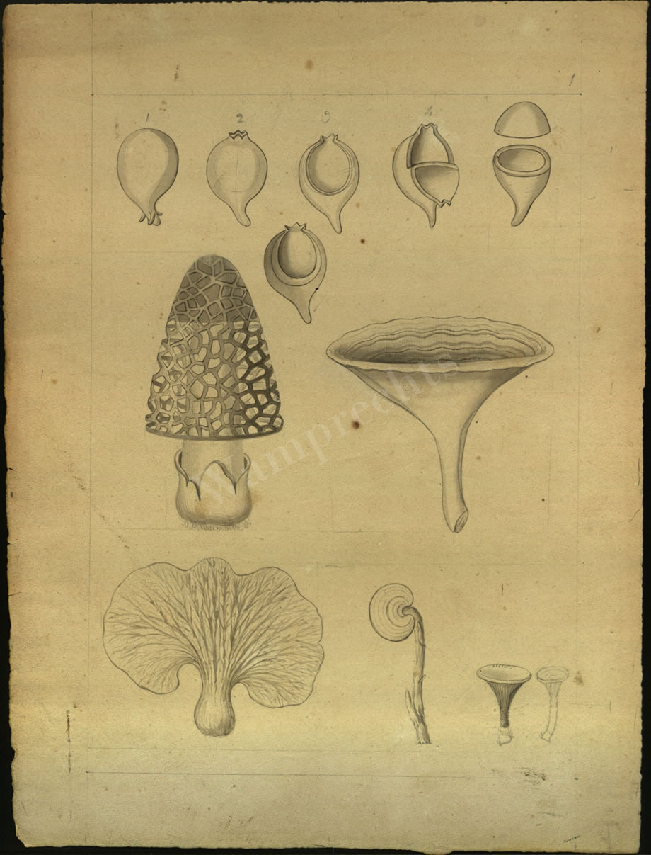 Botanical Drawings of A. Poiret