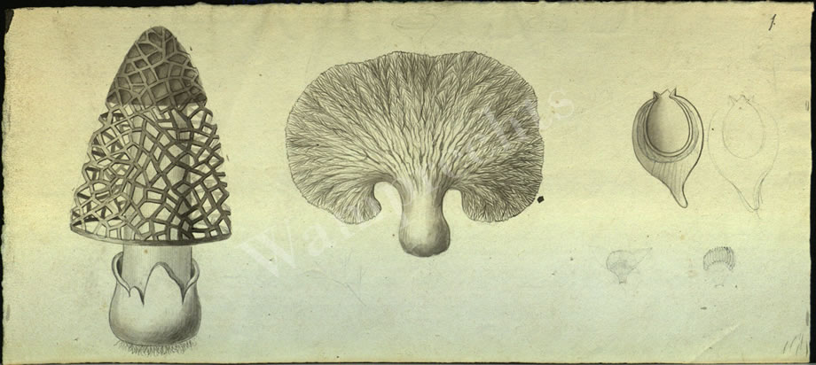 Botanical Drawings of A. Poiret