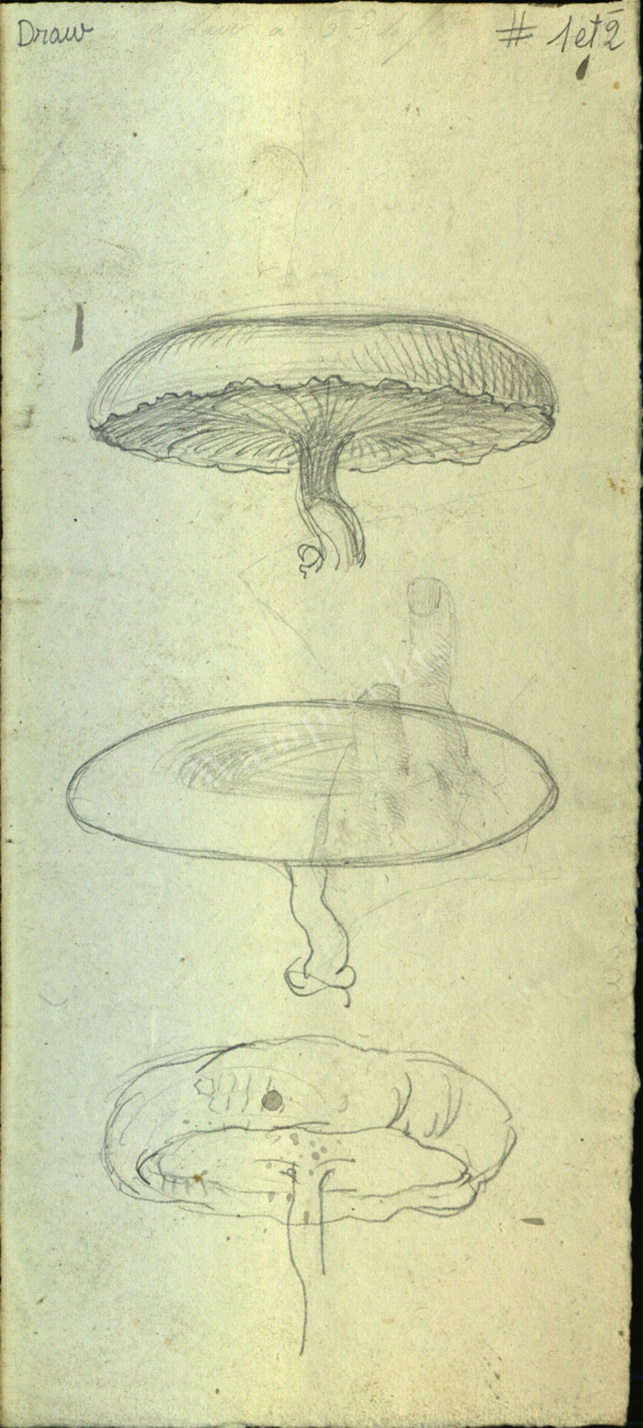 Botanical Drawings of A. Poiret